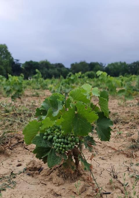 Domaine Villecarla Villedubert Buitenkant foto