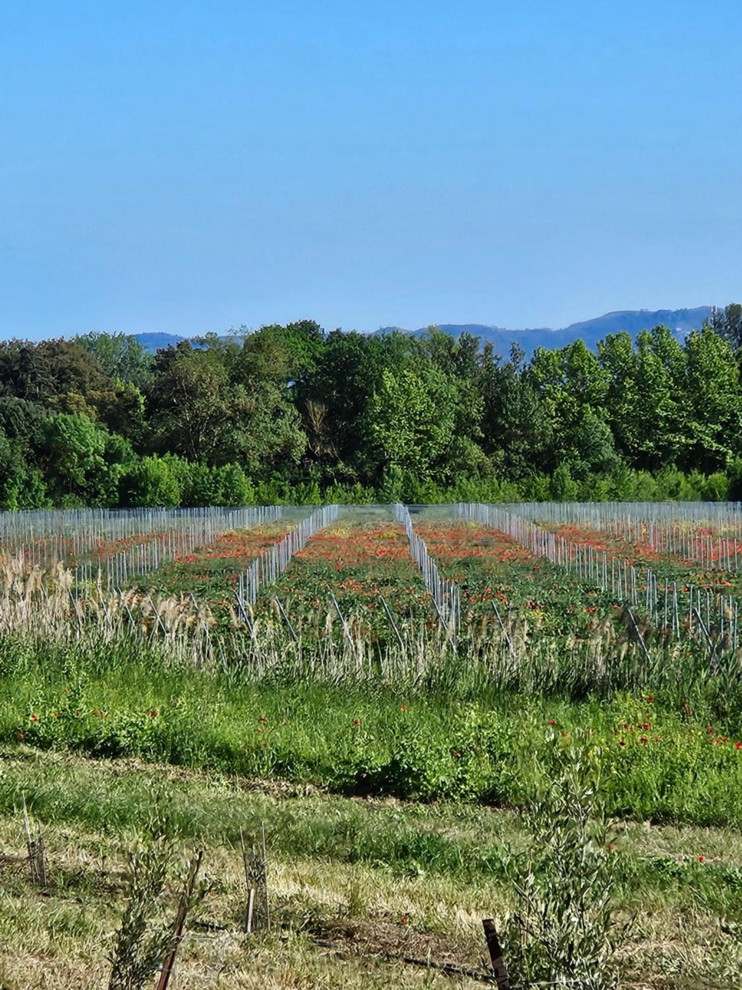 Domaine Villecarla Villedubert Buitenkant foto